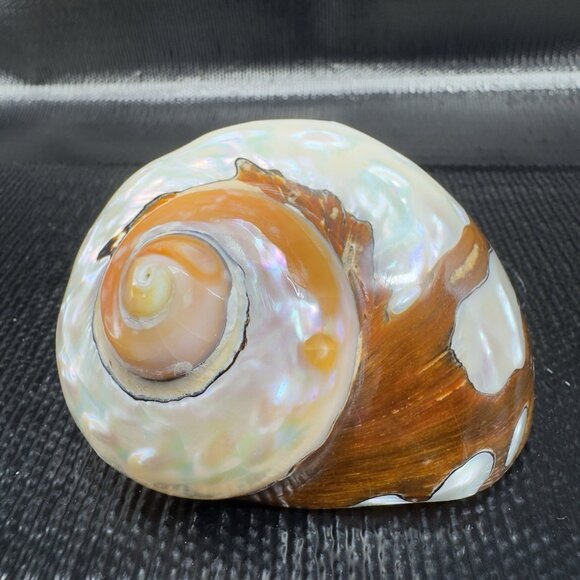 Natural Abalone Shell Iridescent Smooth African Turban Seashell Turbo Sarmaticus - Picture 11 of 13